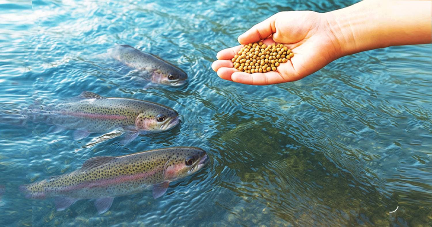 تامین سرمایه در گردش جهت تولید و عرضه خوراک آبزیان پرواری